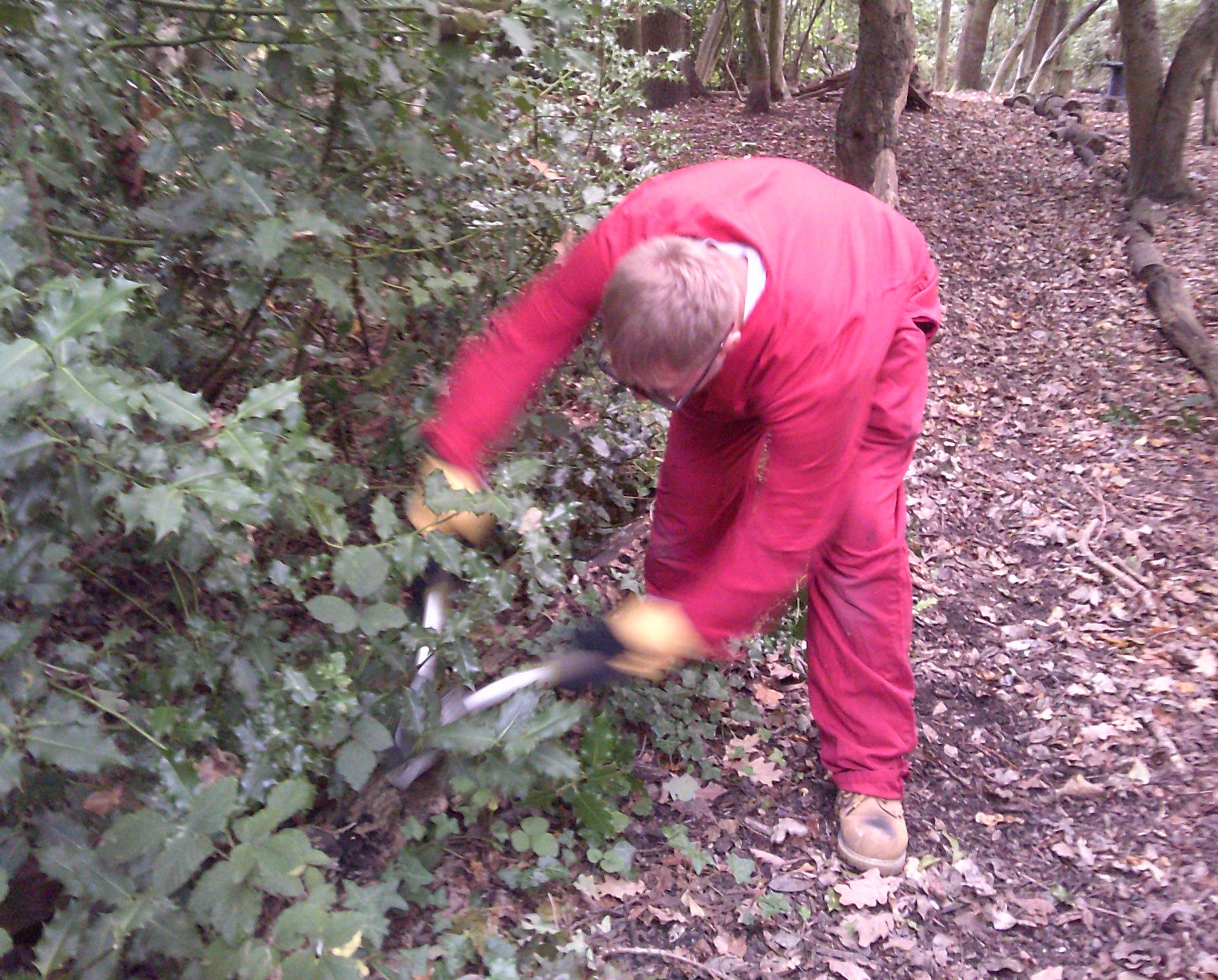 Josh cutting holly with trimmers