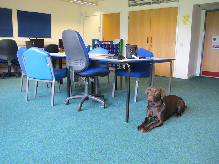 Buddy Dog Rufus laying in one of the newly converted classrooms in our Bradbury Centre