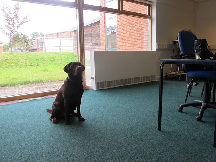 Buddy Dog Rufus Sitting in one of the converted classrooms as part of our Campus Expansion Programme