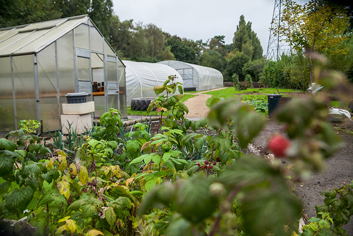 Image of greenhouses and plants at Umberslade Nurseries