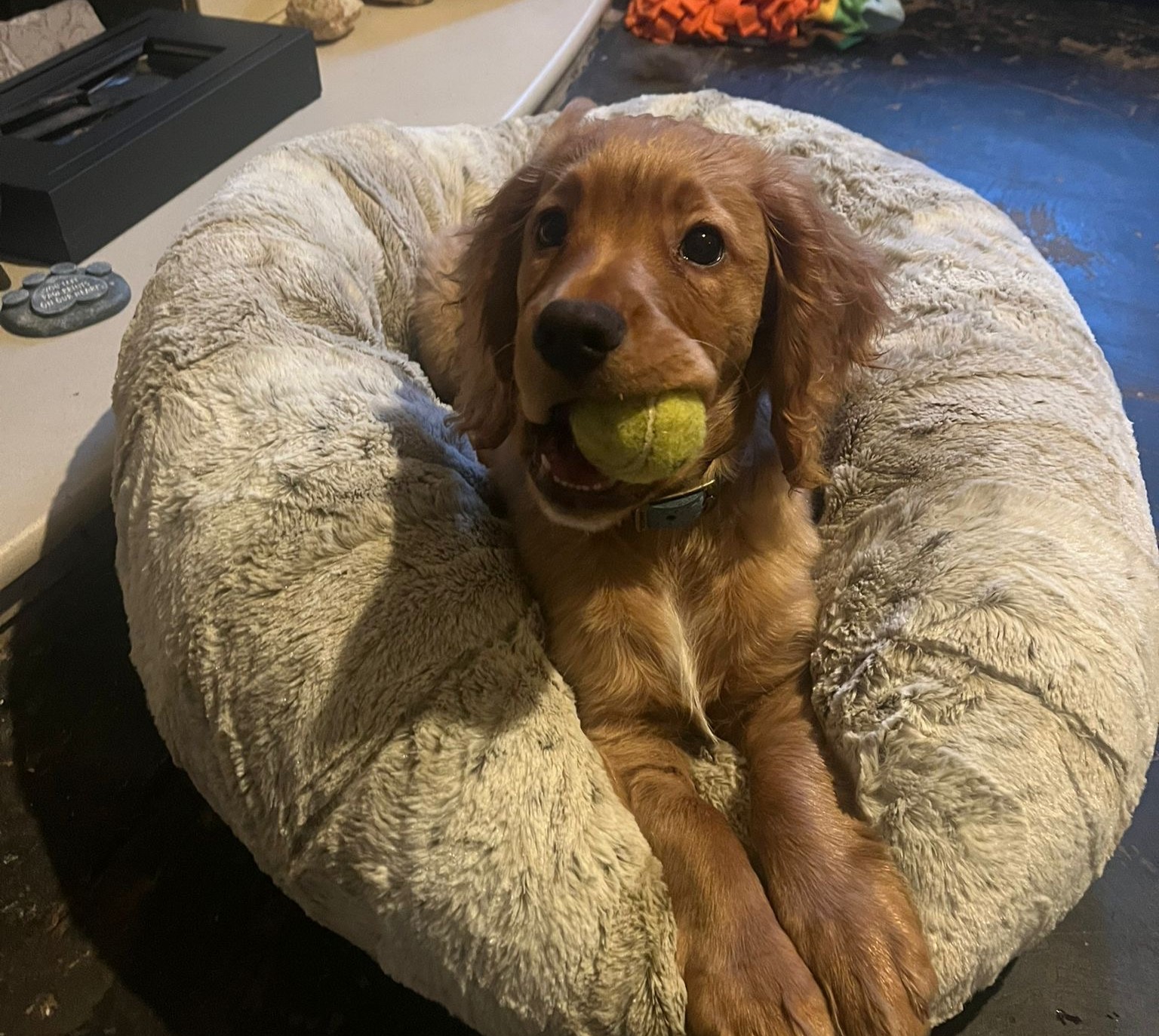 Image of Buddy Ray with a tennis ball in his mouth