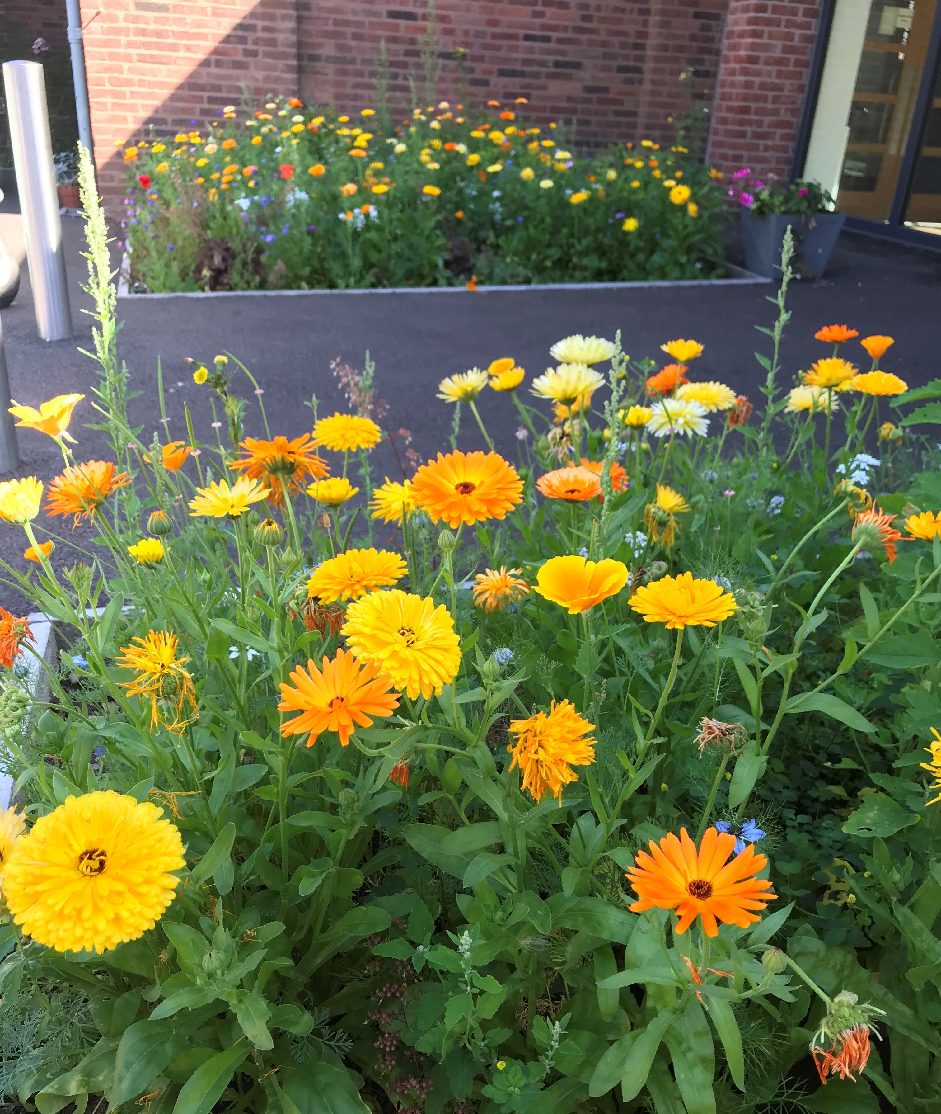 Image of two flower beds with orange and white flowers