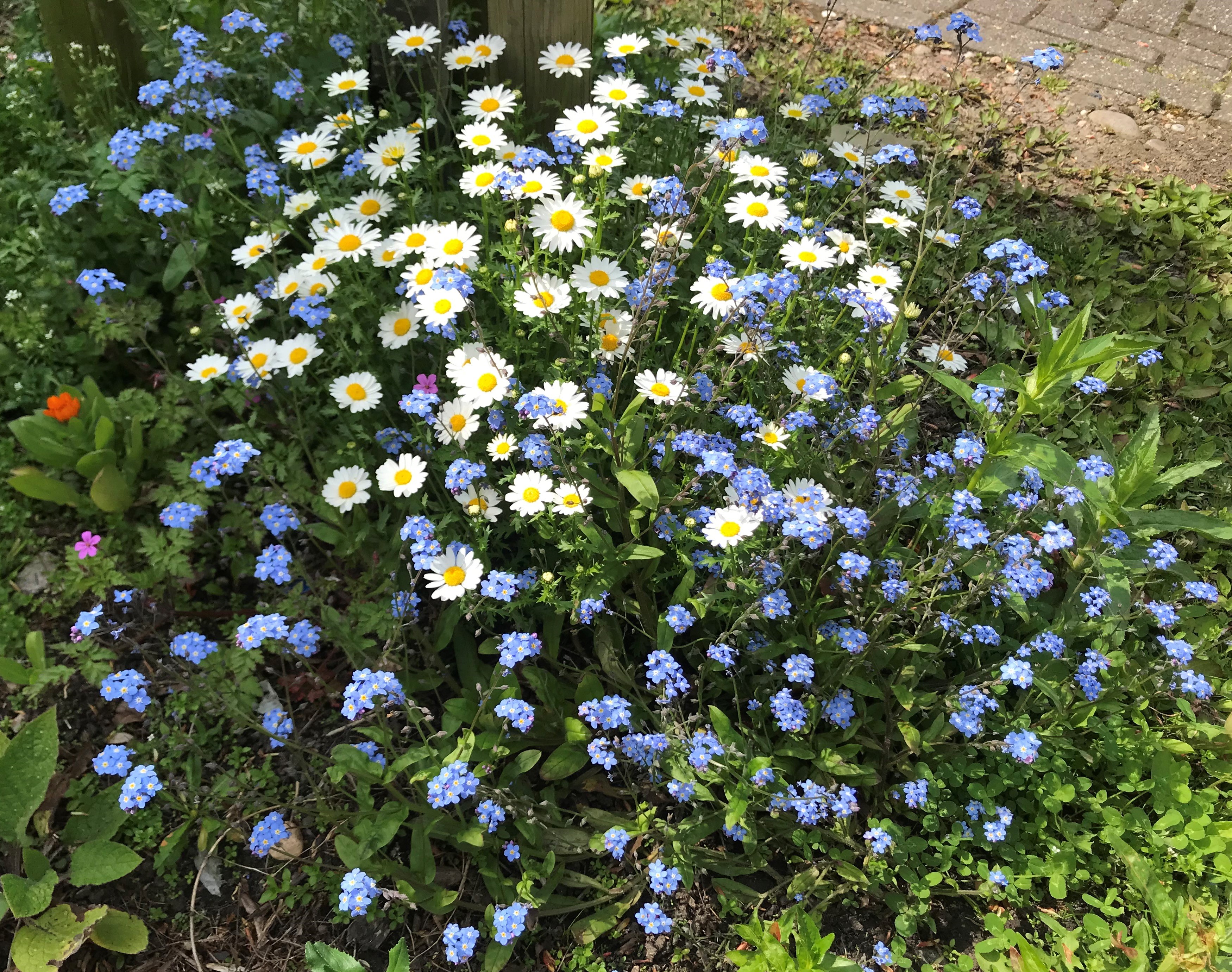 Image of blue and white daisies 